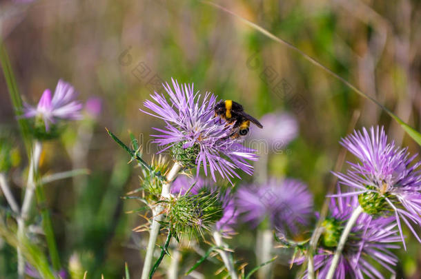 大黄蜂(Bomus)收集花粉。