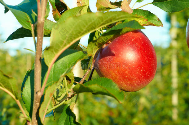 果园树上<strong>新鲜</strong>健康的<strong>红苹果</strong>。 秋天的农业。