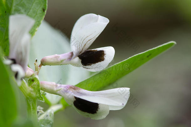 蚕豆（蚕豆）花