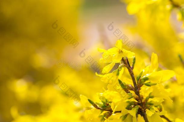 美丽的黄色<strong>连翘</strong>花。