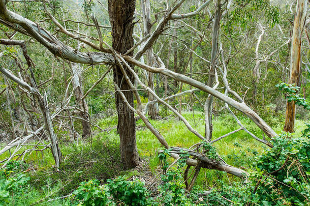 缠绕的树枝和常春藤的森林
