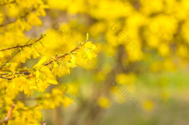 美丽的黄色<strong>连翘</strong>花。