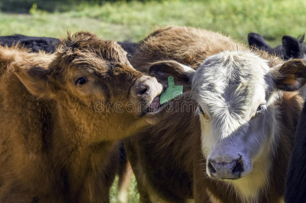 小牛舔其他小牛的耳朵