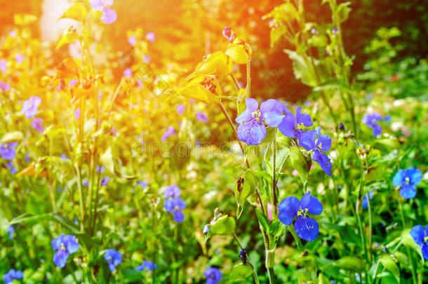 夏季阳光灿烂下库莱斯特山茱萸蓝色<strong>花朵</strong>的<strong>开放</strong>