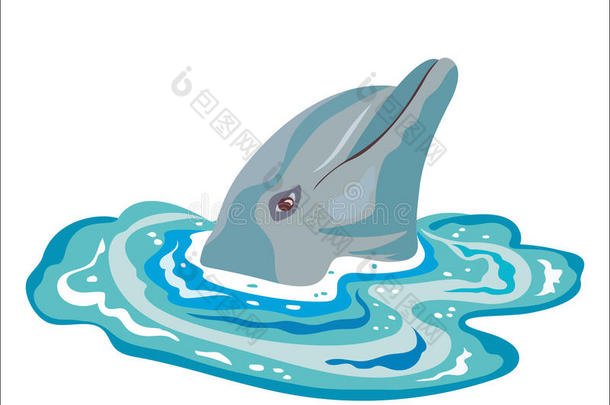 海水中的海豚。