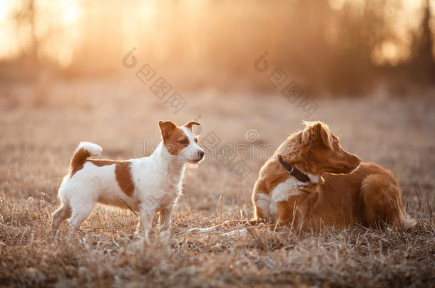 狗杰克罗素猎犬和狗新星斯科蒂亚鸭子<strong>鸣叫</strong>猎犬在公园里散步