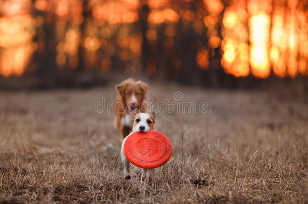 狗杰克罗素猎犬和狗新星斯科蒂亚鸭子<strong>鸣叫</strong>猎犬在公园里散步