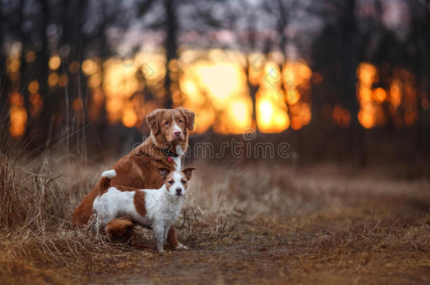 狗杰克罗素猎犬和狗新星斯科蒂亚鸭子鸣叫猎犬在公园里散步