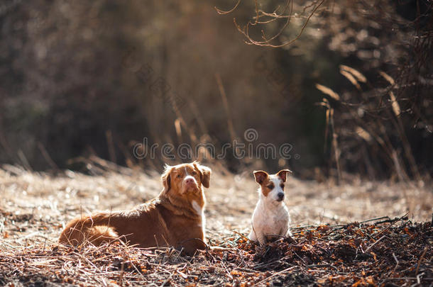 狗杰克罗素猎犬和狗新星斯科蒂亚鸭子<strong>鸣叫</strong>猎犬在公园里散步
