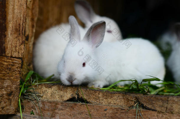 棚子里可爱的兔子
