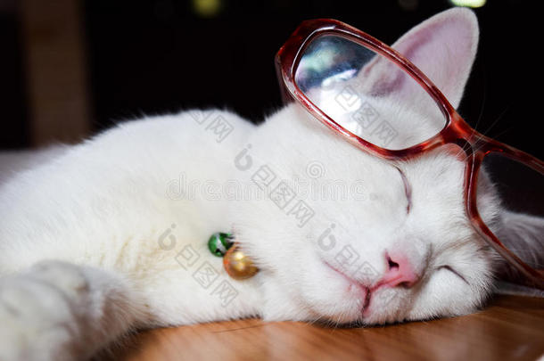猫睡觉有红色眼镜。