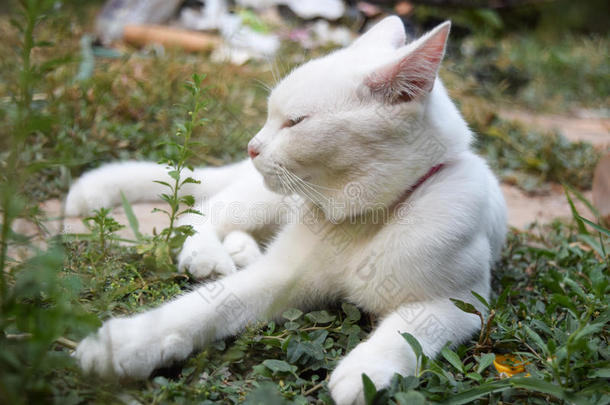 动物猫猫睡眠花园宠物