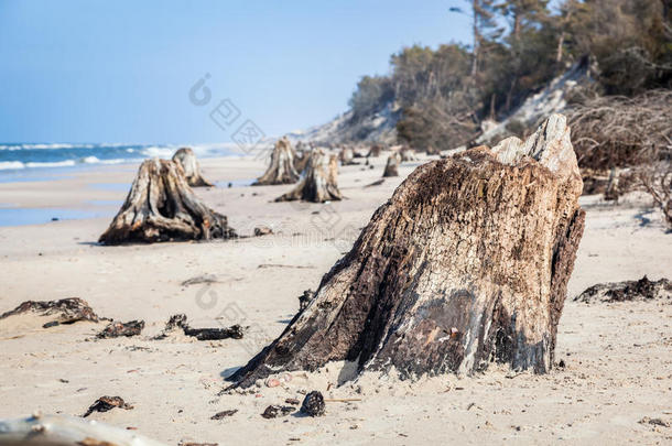 <strong>暴风雨</strong>后<strong>海滩</strong>上有3000年的树干。 波兰波罗的海莱文斯基国家公园