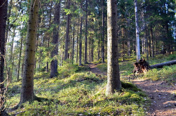 <strong>芬兰</strong>森林蜿蜒的小径穿过茂密的树叶。