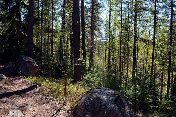 芬兰<strong>森林</strong>蜿蜒<strong>的</strong>小径穿过<strong>茂密的</strong>树叶。