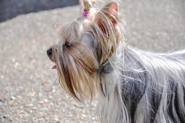 狗繁殖约克郡猎犬