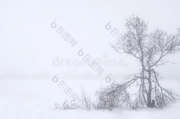 雾霭的景观，古老的破碎的树木和雪原