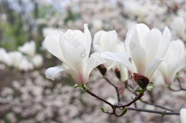 白玉兰树的奶油花。