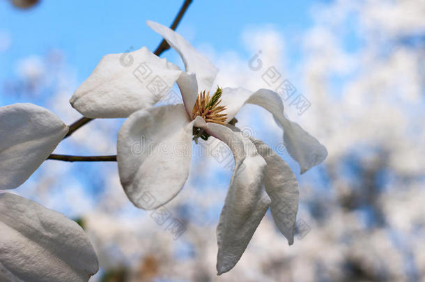 白玉兰树的奶油花。