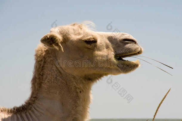 动物背景骆驼咀嚼面对