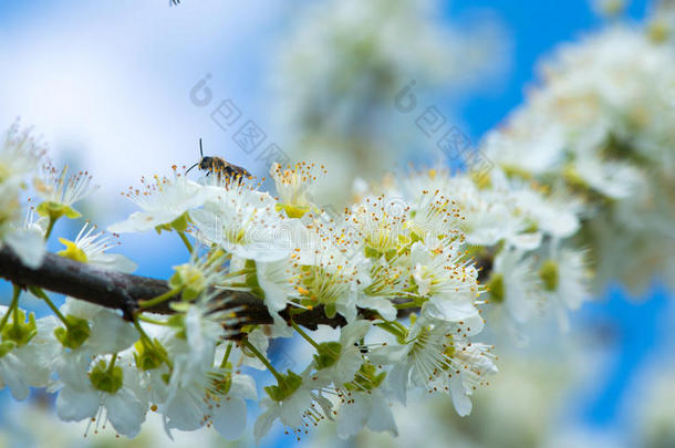 蜜蜂在春天的开花树上收集蜂蜜