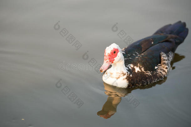黑色的鸭子和白色的脖子漂浮在水面上