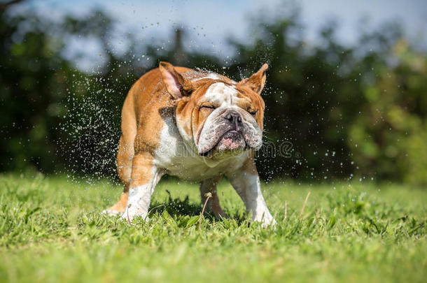 棕色英国斗牛犬颤抖