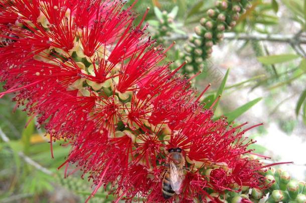 蜜蜂授粉的香茅植物开花在南达托纳