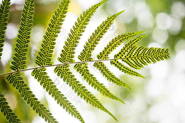 蕨类植物的叶子，在强烈的早晨阳光下拍摄