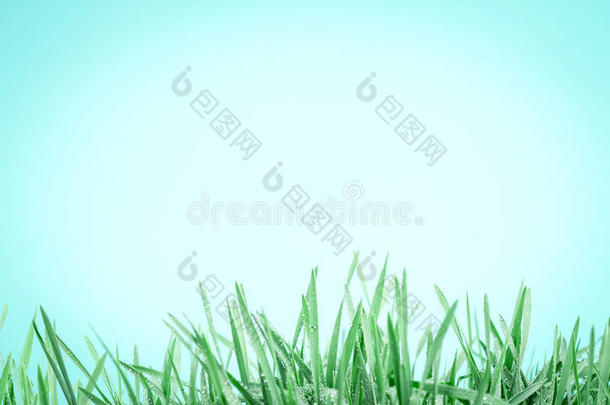 新鲜的绿草，<strong>雨后</strong>有水滴，复制空间