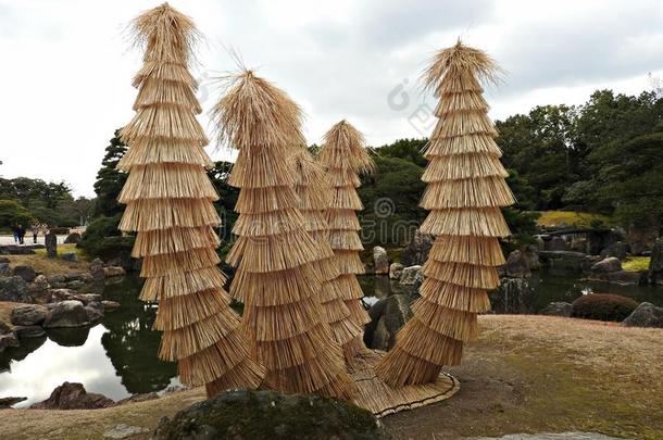 在日本京都尼诺马<strong>鲁花</strong>园的稻草中的苏铁