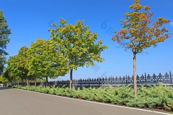 2014年有吸引力的秋天桦木灌木