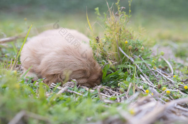 在一个阳光明媚的日子里，四周大的金色猎犬小狗在户外。