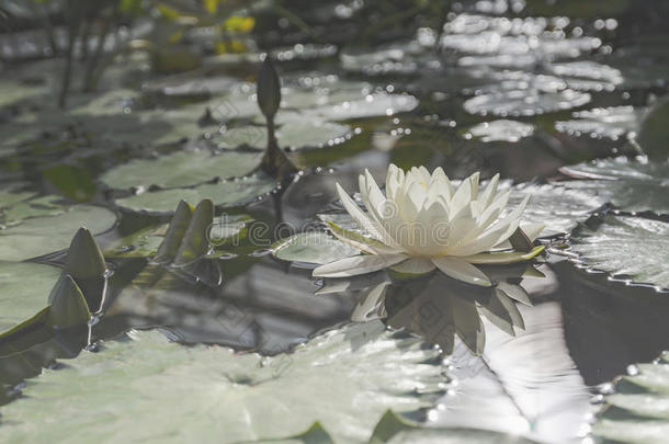 <strong>白莲花</strong>