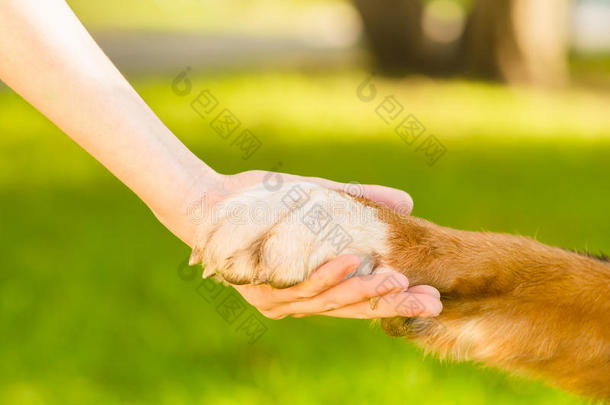 人与狗握手与动物爪子之间的友谊