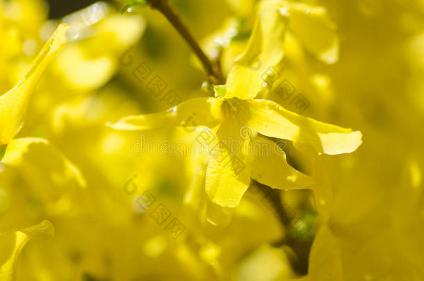 黄色连翘花