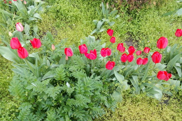 绿草丛中盛开的红色郁金香