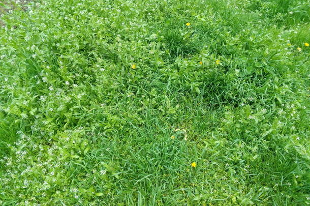 绿色的春天草地，白色的小花和黄色的蒲公英