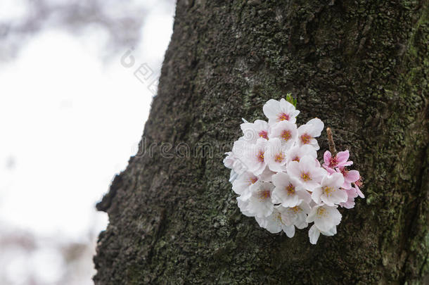 日本樱花季节，樱花。