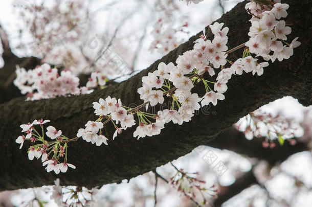 日本樱花季节，樱花。