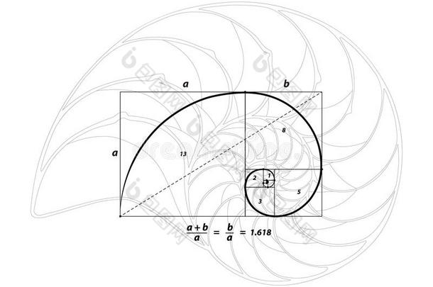 黄金<strong>分割</strong>和贝壳线<strong>白色</strong>，矢量
