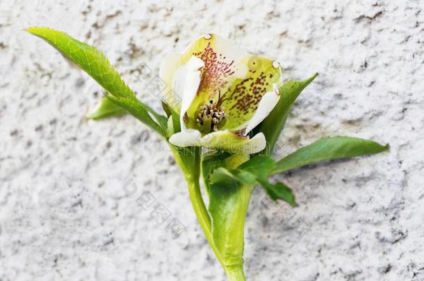白色墙壁背景上的花朵Helleborus