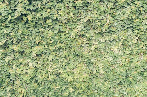 绿色三叶草背景与微水滴。 陈年过滤