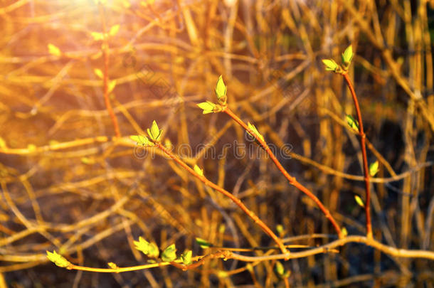 枝条上有绿色的丁香花芽，由夕阳柔和的光线照亮。