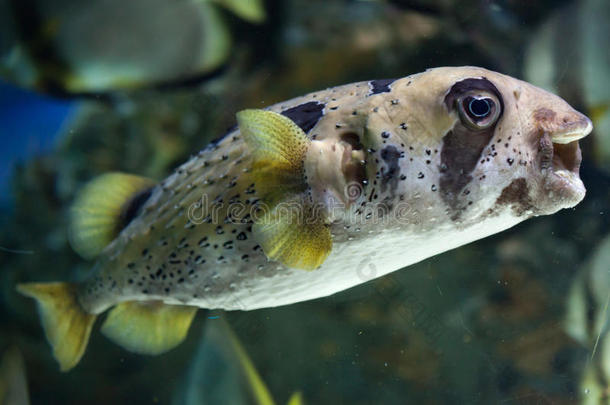 放射虫动物水族馆大西洋二极管