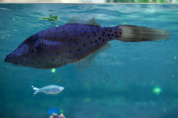 放射虫明矾动物水族馆大西洋