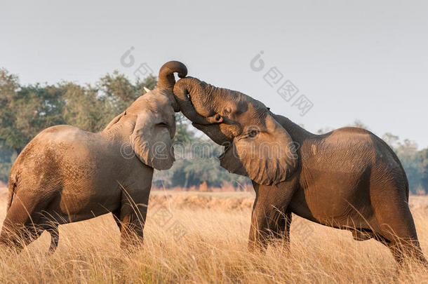 在草原上与非洲<strong>大象</strong>搏斗。 非洲热带草原<strong>大象</strong>非洲灌木<strong>大象</strong>，非洲罗索达