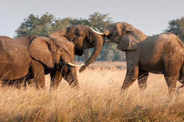 在草原上与非洲<strong>大象</strong>搏斗。 非洲热带草原<strong>大象</strong>非洲灌木<strong>大象</strong>，非洲罗索达