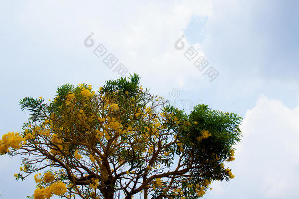 金色的花洒，黄色的花，美丽的花