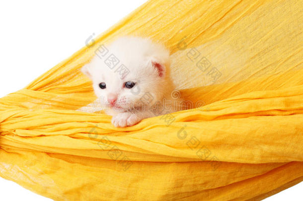 可爱的白色小猫在吊床上